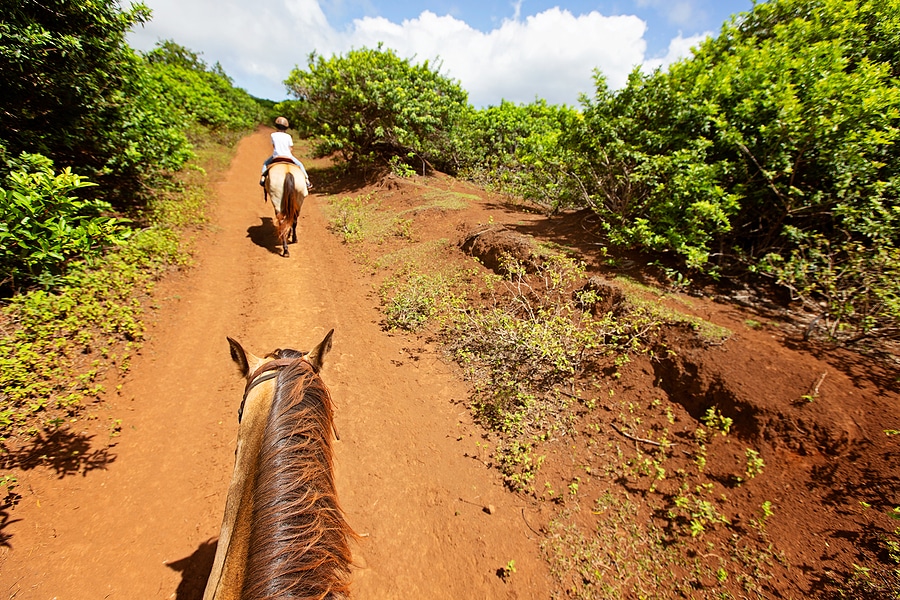 3 Ways to Unleash Your Spirit of Adventure with Lucky Owl